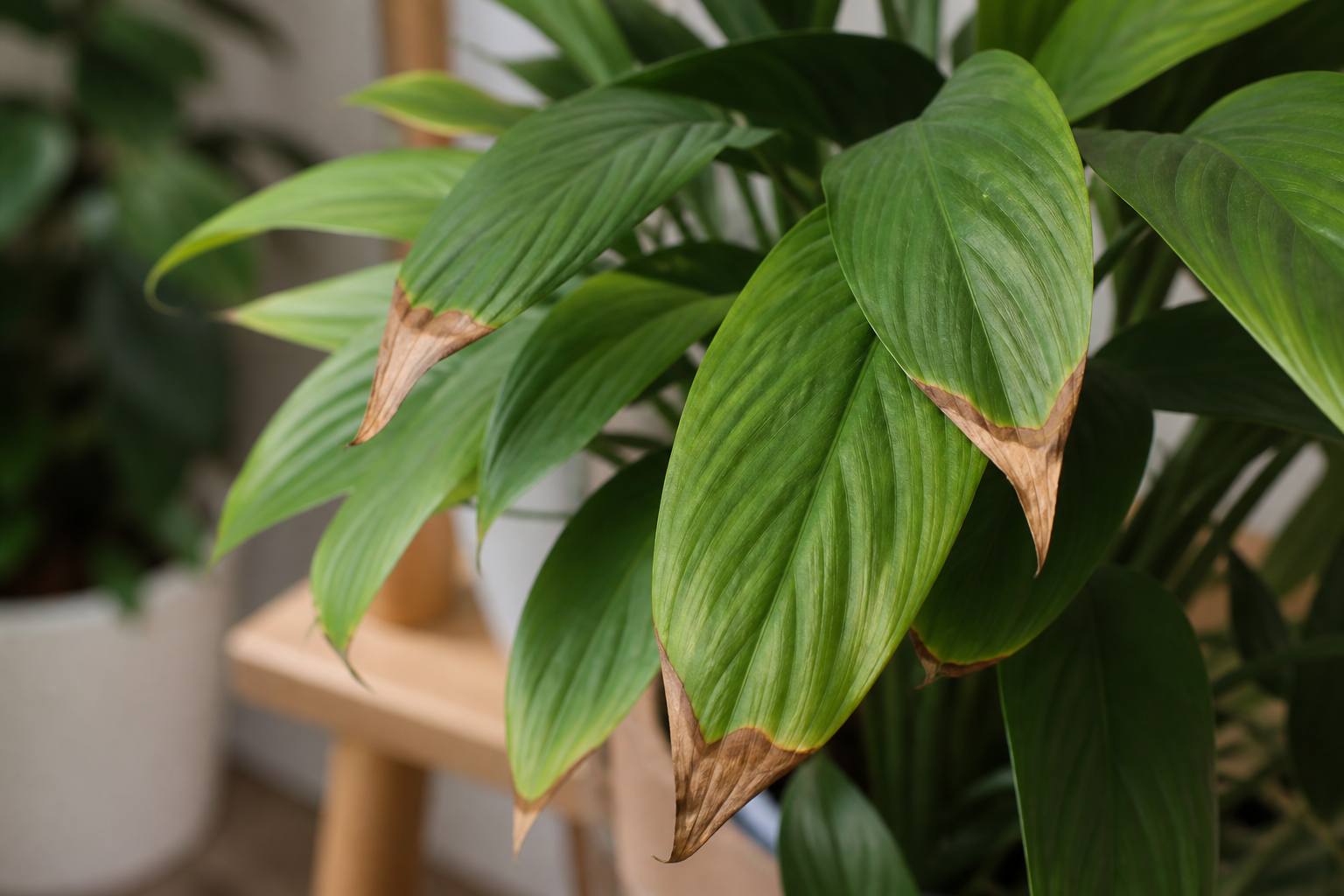 Folhas verdes de planta sensível apresentando áreas secas apenas nas pontas