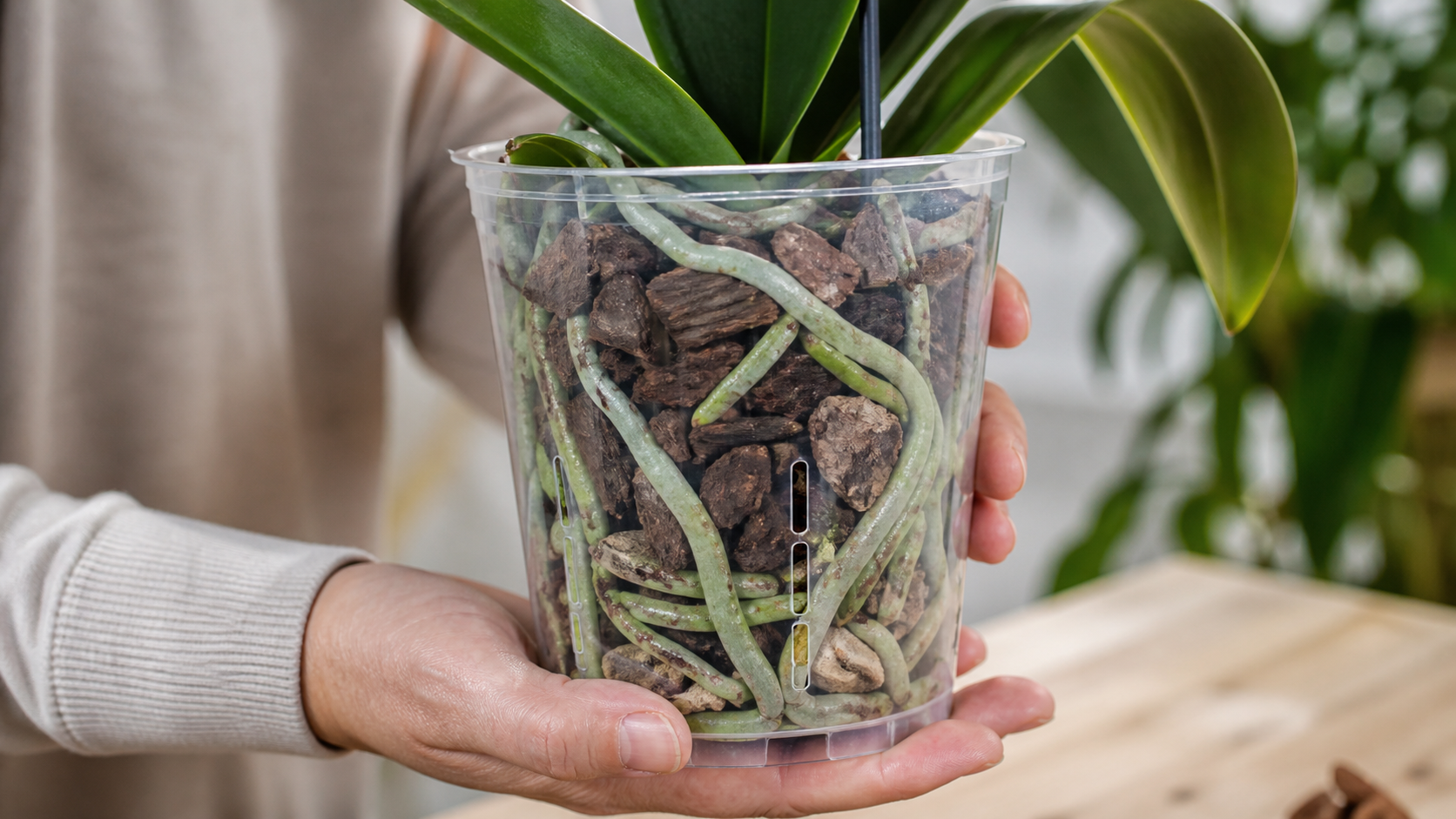 Raízes de orquídea em recipiente transparente